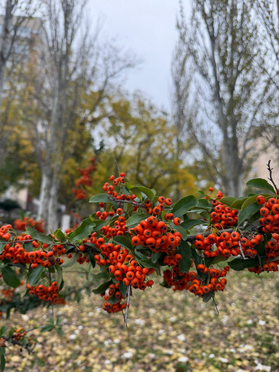 Пираканта на улицах Щёлкино 