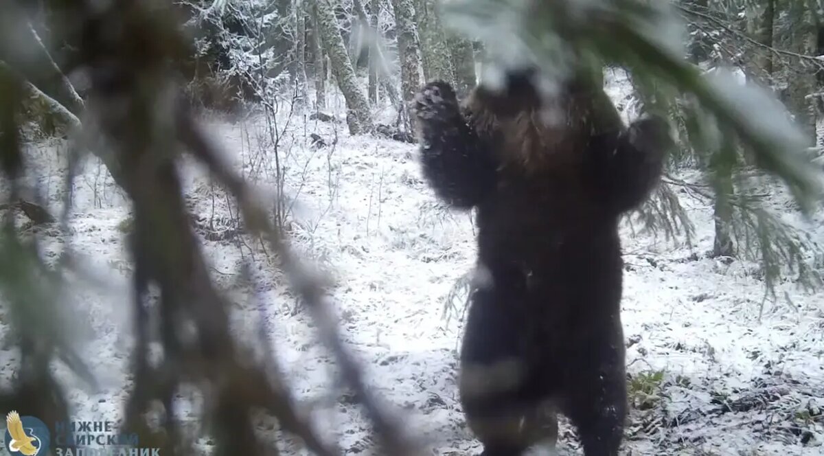    Фото: скриншот из видео Нижне-Свирского заповедника.