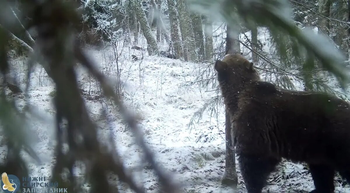    Фото: скриншот из видео Нижне-Свирского заповедника.