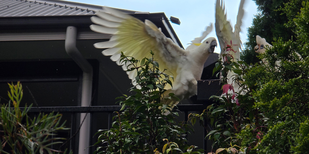 Драка за кормушку