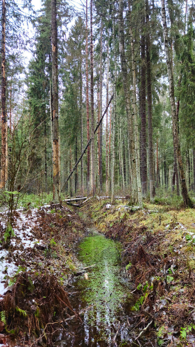 Экологическая тропа "Комаровский берег" (фотография автора)