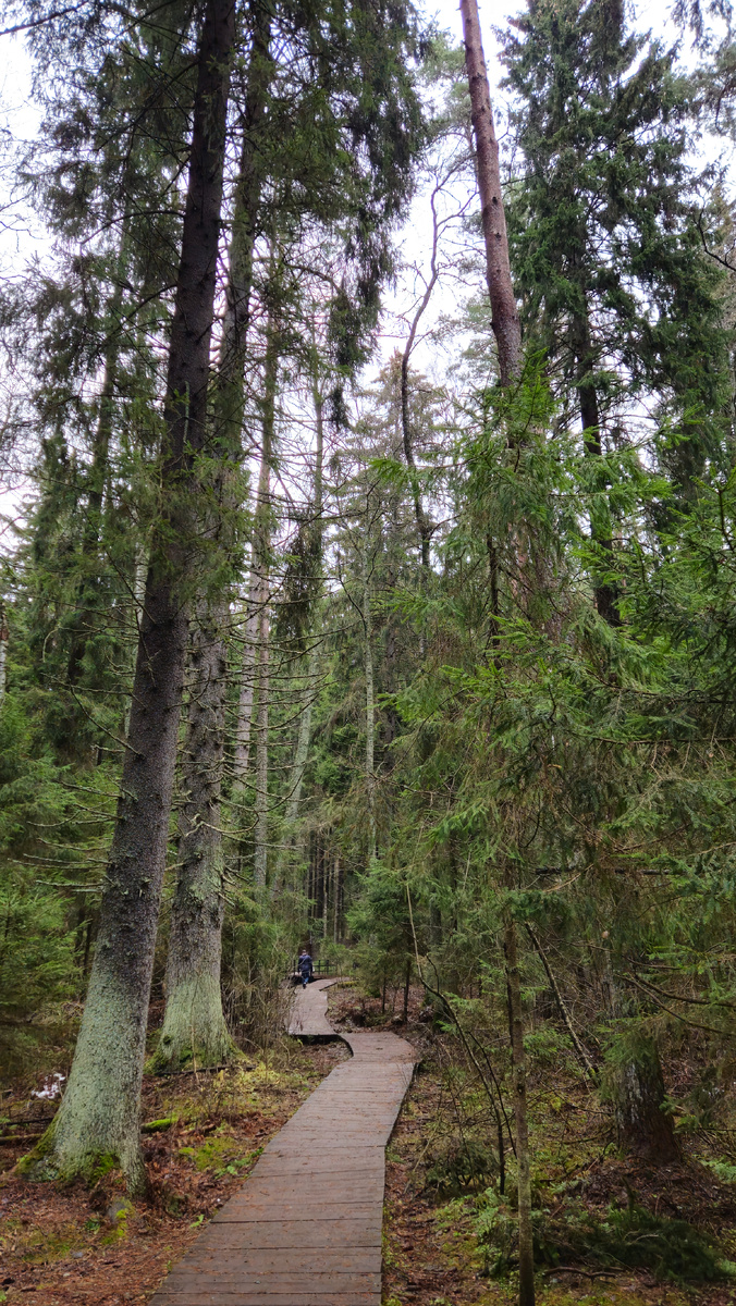 Экологическая тропа "Комаровский берег" (фотография автора)