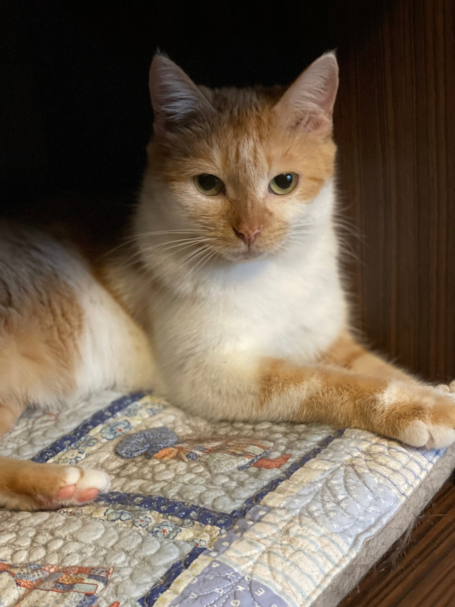 Кошка Кики, 2,5 года, ищет дом. Узнать больше +7 903-266-04-05