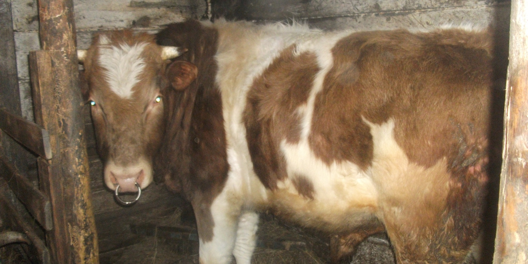 Петровна и бык.