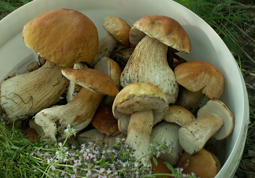 собран урожай белых грибов