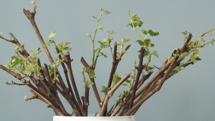 Результат домашних методов укоренения через неделю - видны первые корни