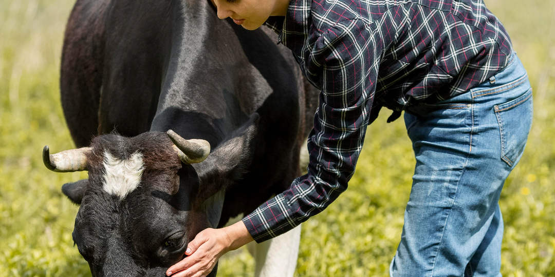 Фермеры США зарабатывают на объятиях с коровами