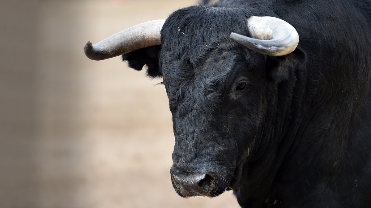 Взгляд, полный интеллекта и первобытной силы.