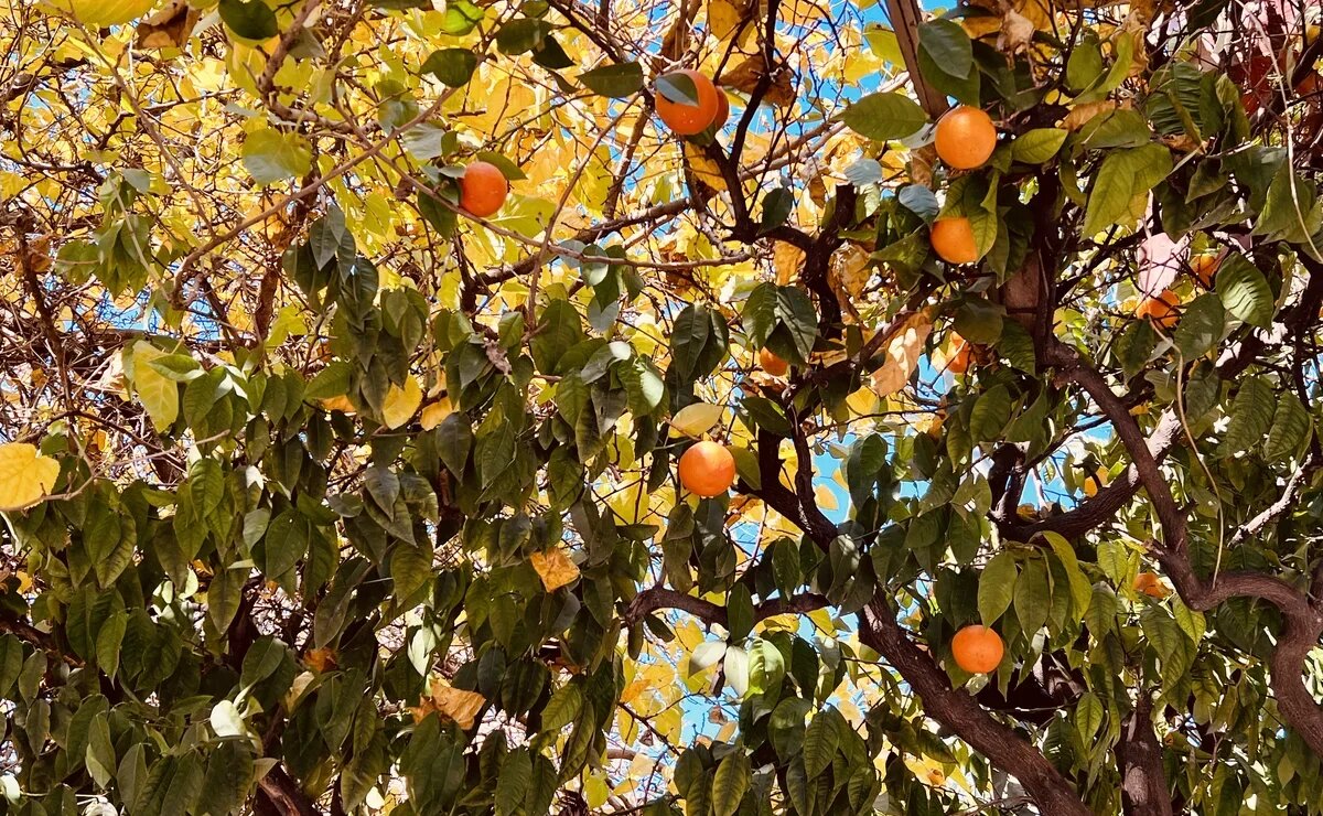    Фруктовый календарь Турции: какие экзотические плоды можно сорвать с ветки зимой и летом