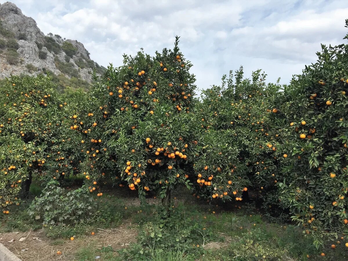    Апельсины. Чиралы, Турция. Фото: АТОР