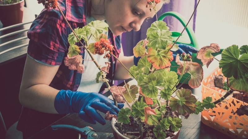 Типичная картина ноября - домашняя герань теряет листву с катастрофической скоростью