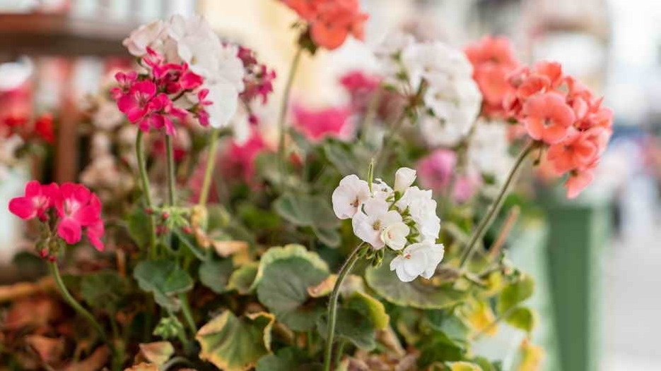 Результат зимовки на северном окне - растение вытянулось и потеряло большую часть листвы