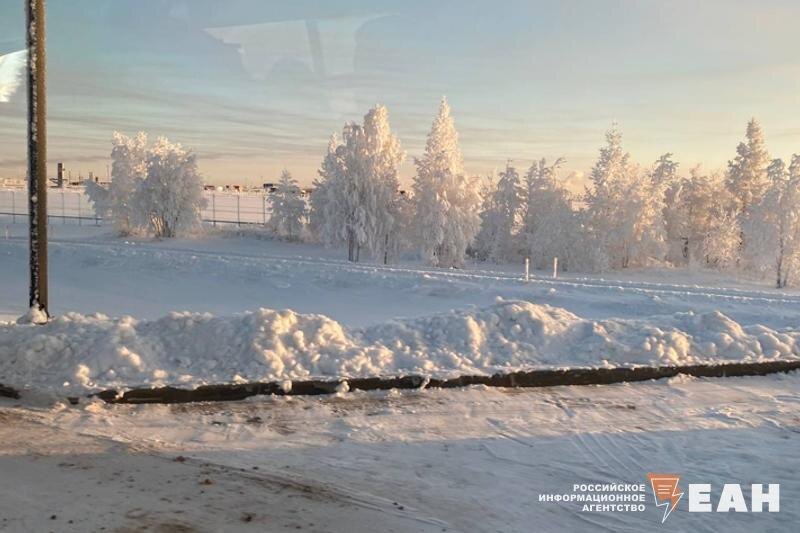    ЕАН. Заснеженные деревья