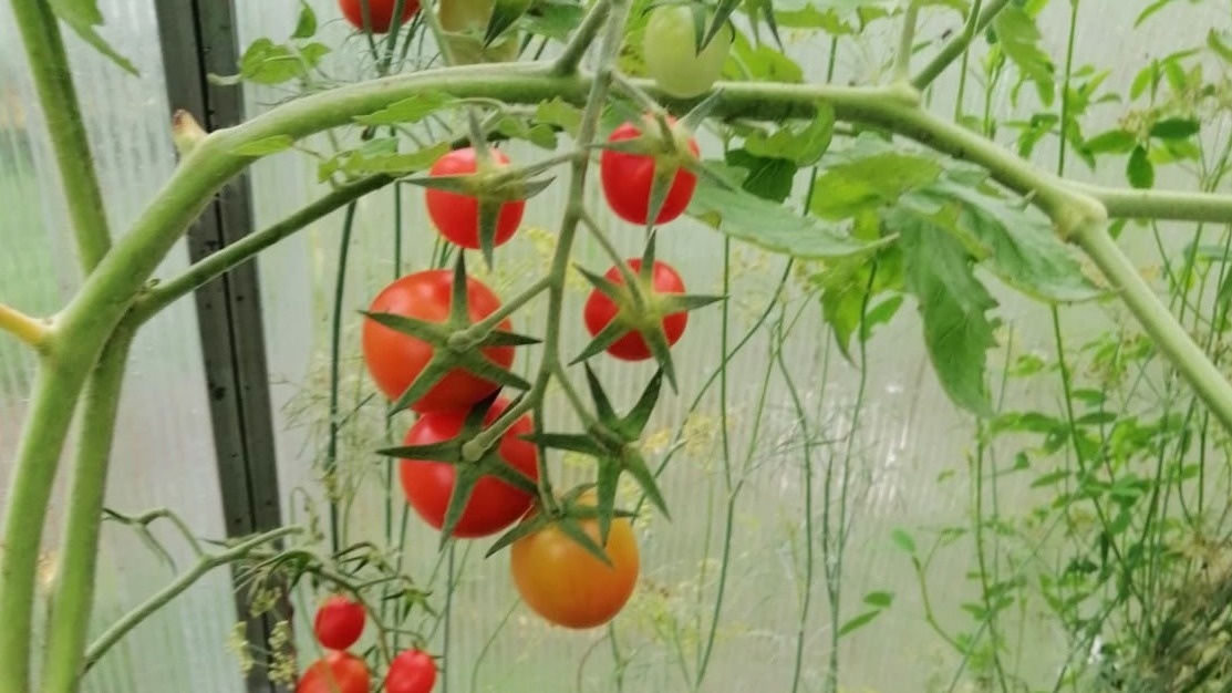 Урожай созревал на месяц позже обычного срока.