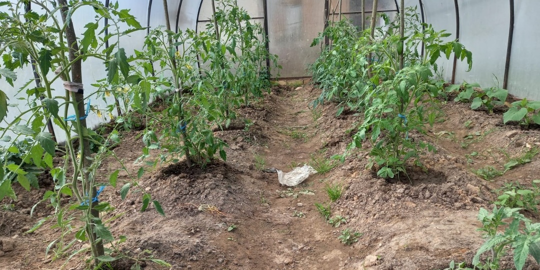 Открою схему посадки томатов без загущения в теплице. 1 расчет избавит от проблем