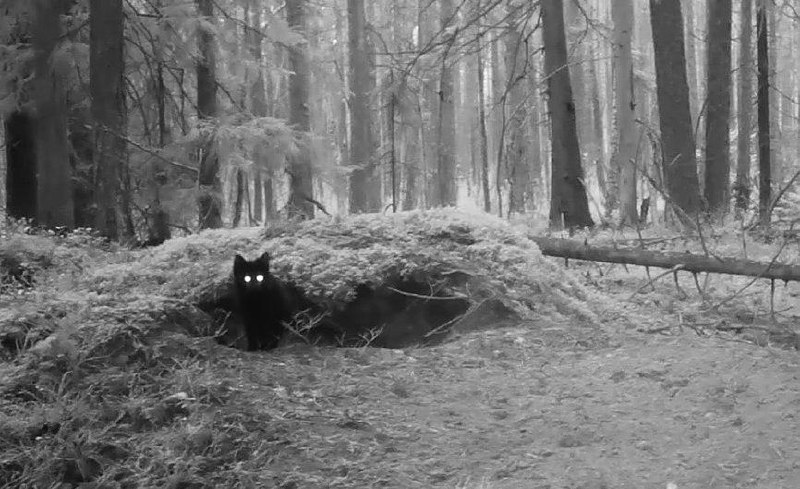 Фото: «Каждой твари по паре» 