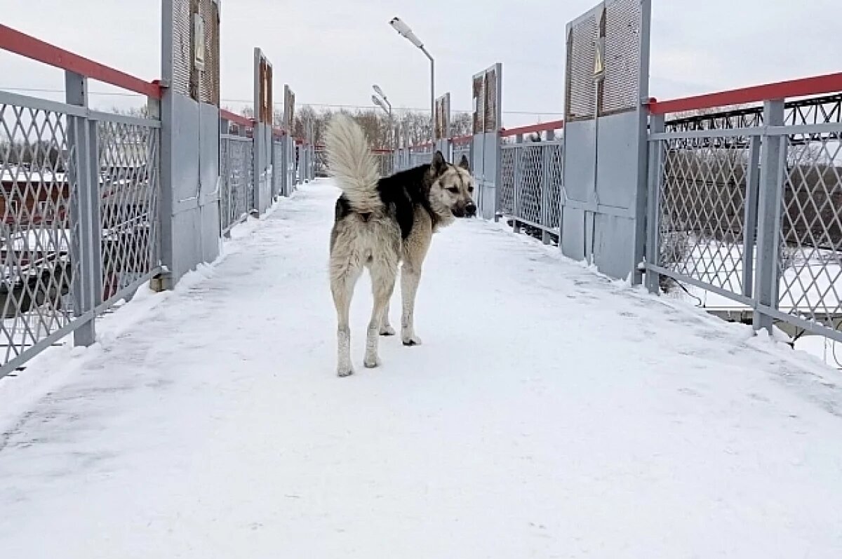    Обвиняемая красноярка пояснила глумление над погибшим от собак мальчиком