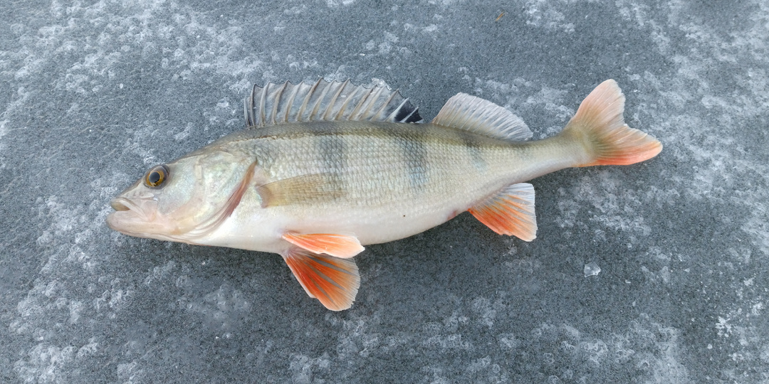 3 Четких Правила Ловли Окуня по Первому Льду: Улов на Реке Вырастет на 70%