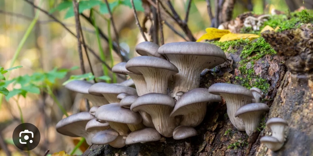 ВСЁ О ГРИБЕ ВЕШЕНКА