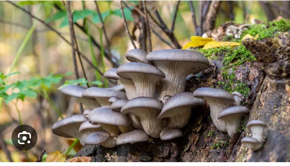 Вёшенка в природе