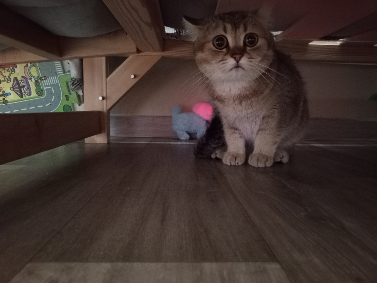 Пусть будет напуганный  Лабубой мой котейка.