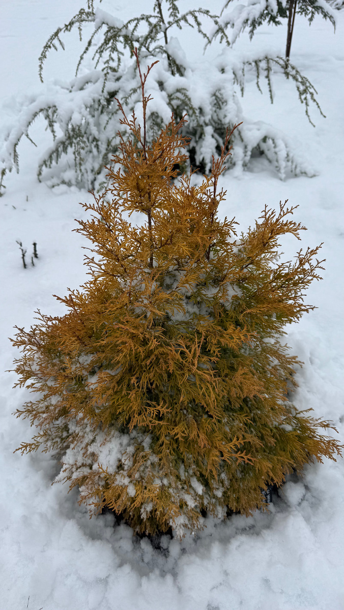 туя западной «Рейнголд»