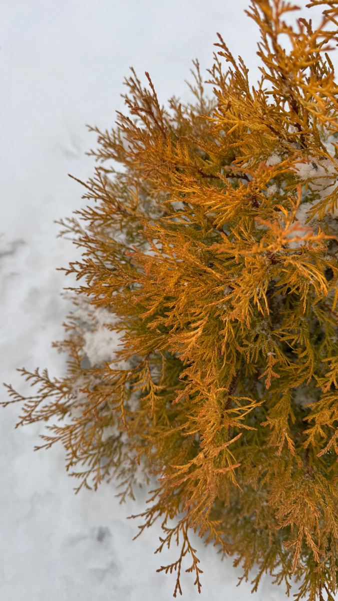 туя западной «Рейнголд»