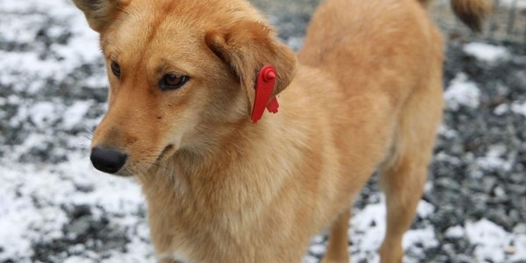 Шурышкарцев в первый вторник декабря приглашают помочь бездомным животным