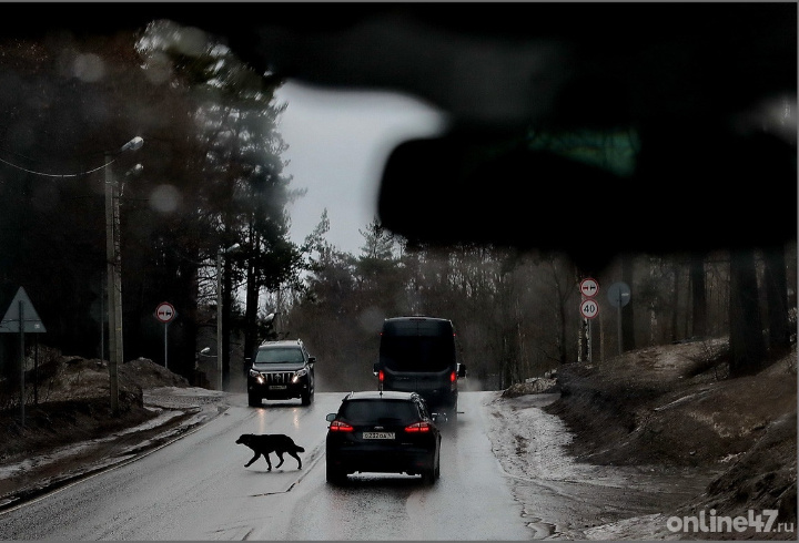 фото: Валентин Илюшин/Online47