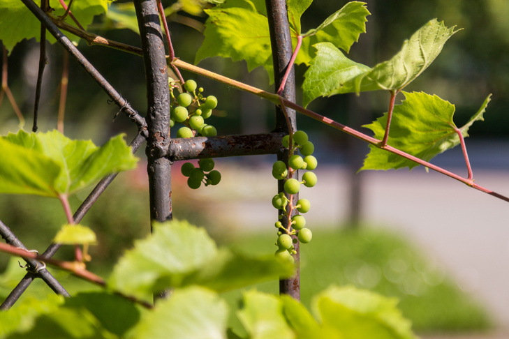    Фото Андрея Заржецкого