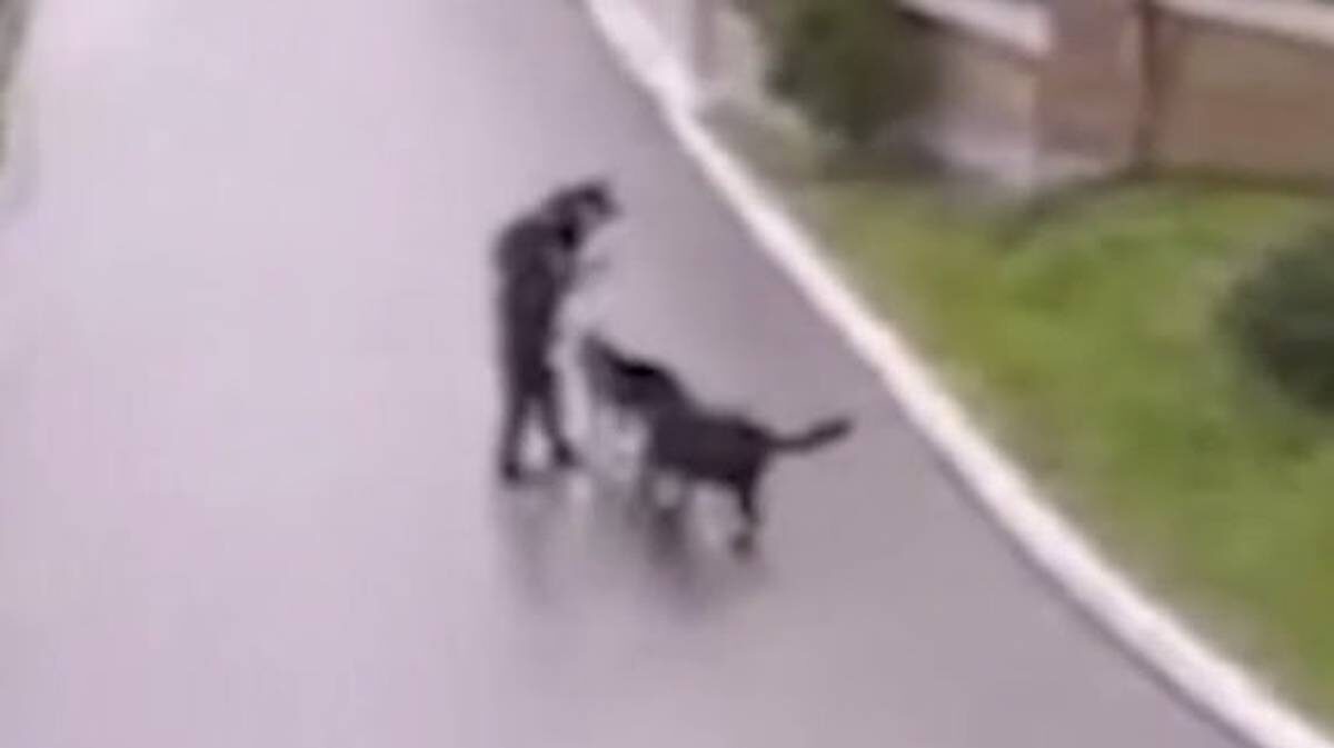    Фото: Пресс-служба ГУ МВД России по Московской области / Telegram