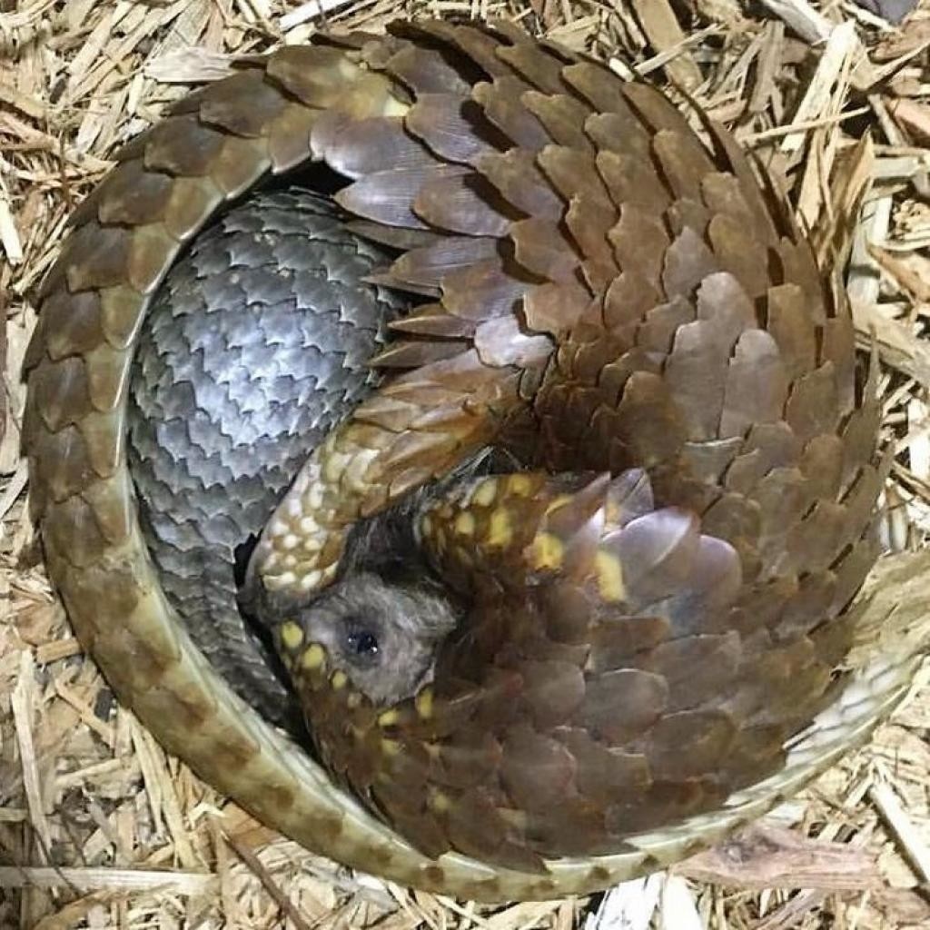 Источник: attrnum.com