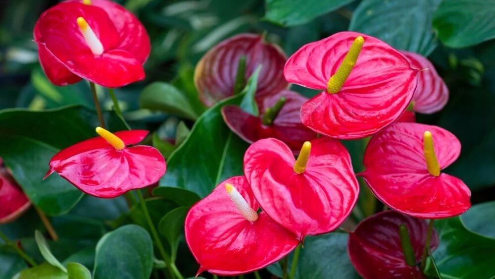 Антуриум. Источник фото: https://www.rhs.org.uk