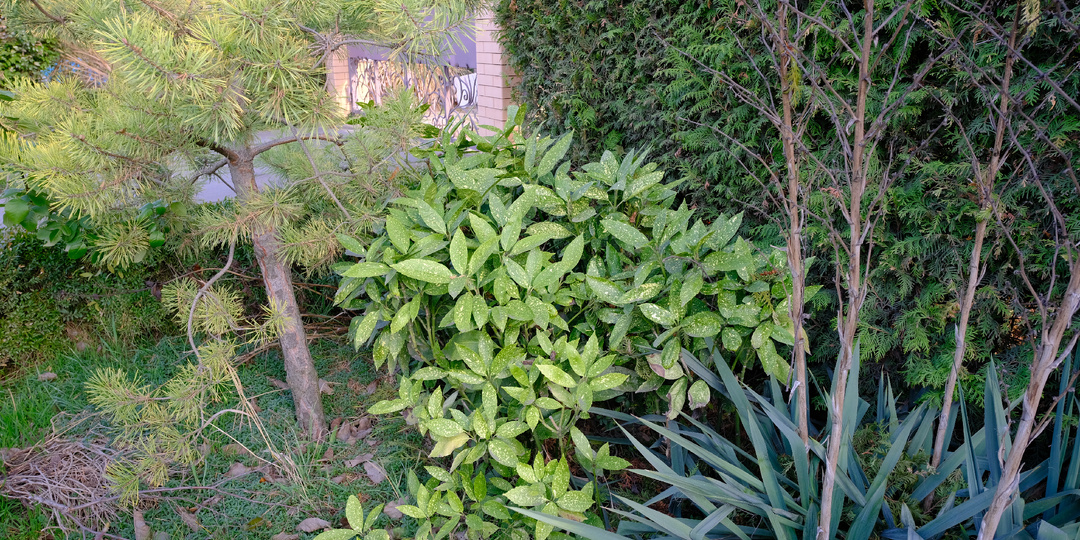 Аукуба японская в Ростове в открытом грунте