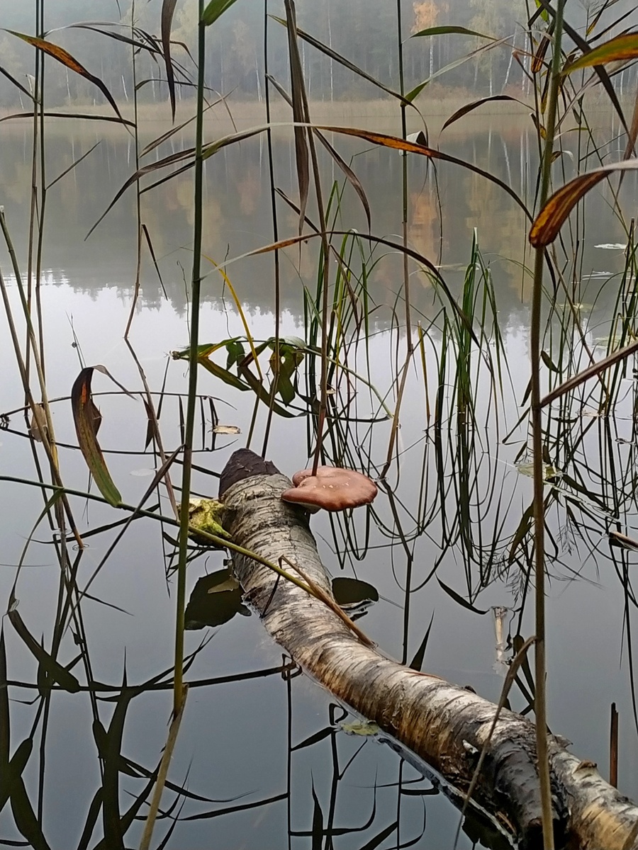 Фото Алексея Сапогова