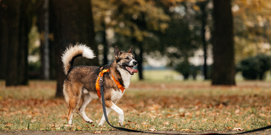 Как подготовиться к собаке из приюта