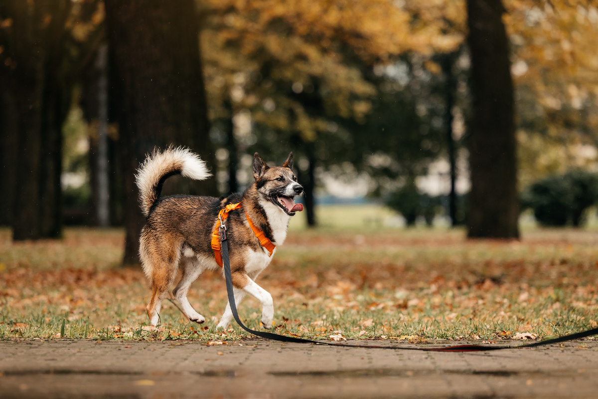 Красавец Гера демонстрирует пример удобной амуниции для собак