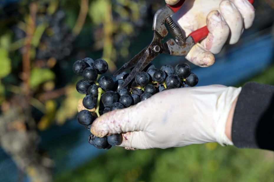    IMAGO/Michael Bahlo/Global Look Press