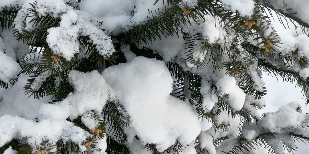 3 мифа и факта о вечнозеленых растениях. Магия шишек