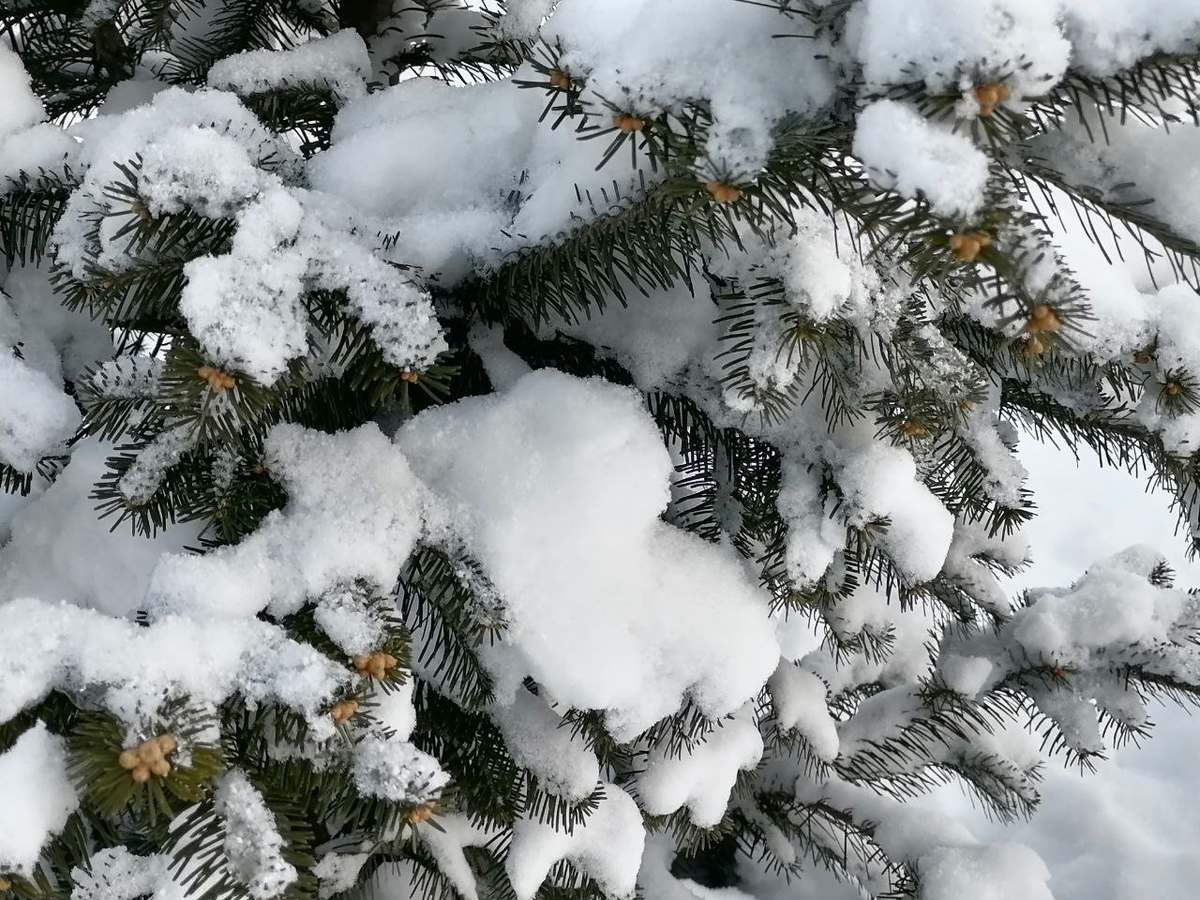 Пихта в снегу, фото автора