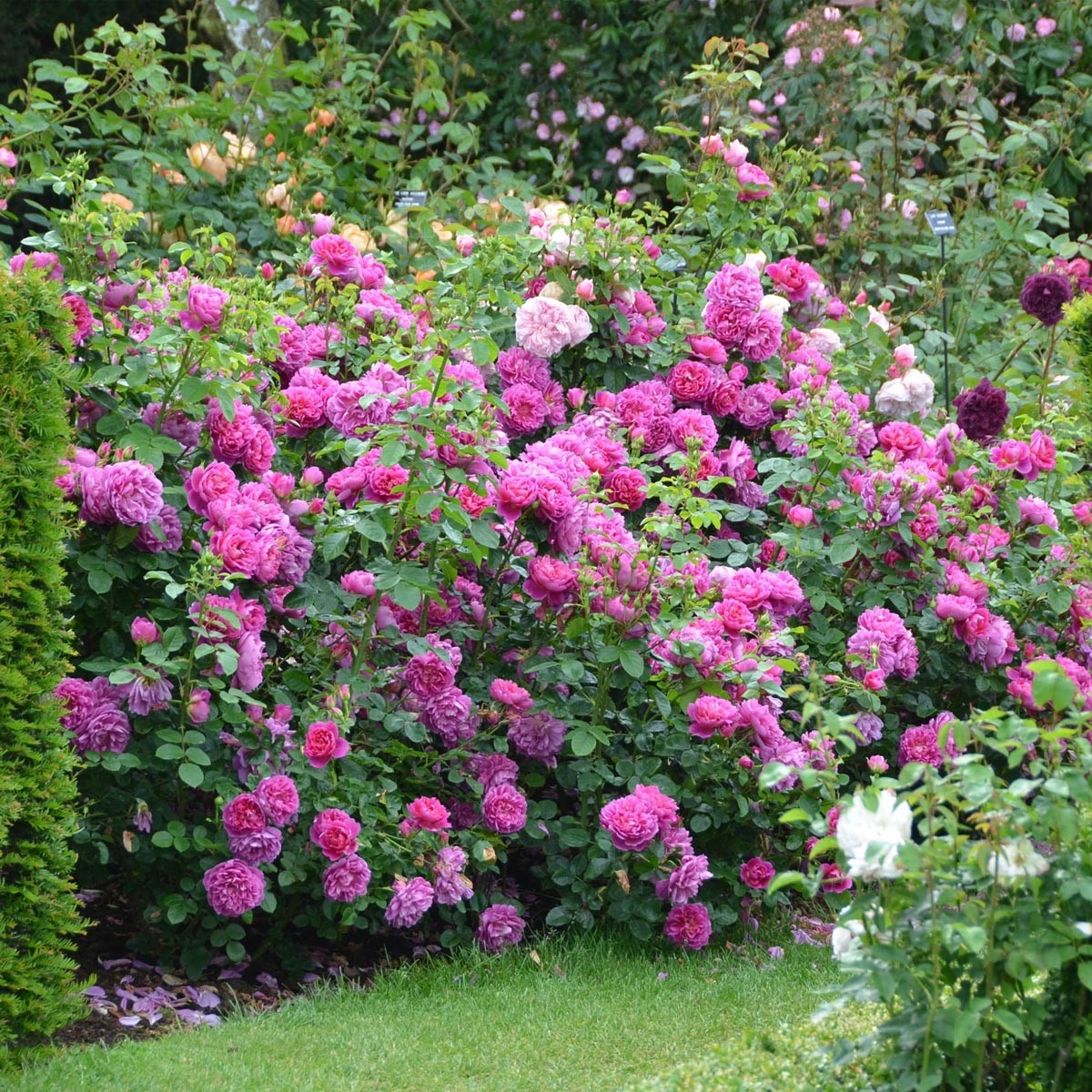 Роза Princess Anna, не моя роза, не моя фотография, моя только принцесса