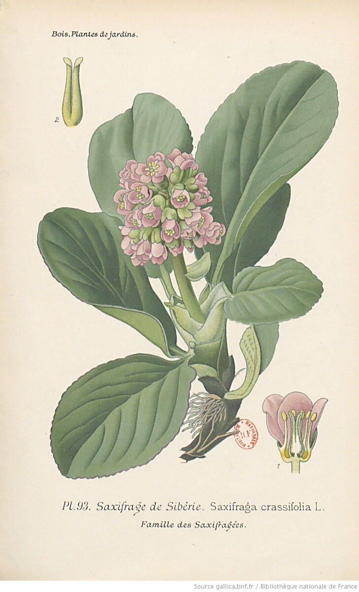 Иллюстрация из книги Step E., Bois D., Favourite flowers of garden and greenhouse (Лондон, 1897)
