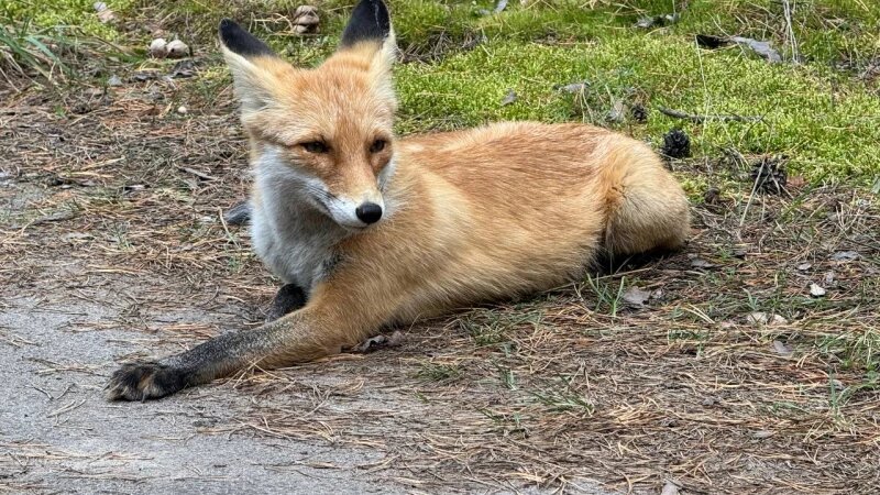     Лиса под Павловском Дмитрий Лямзин