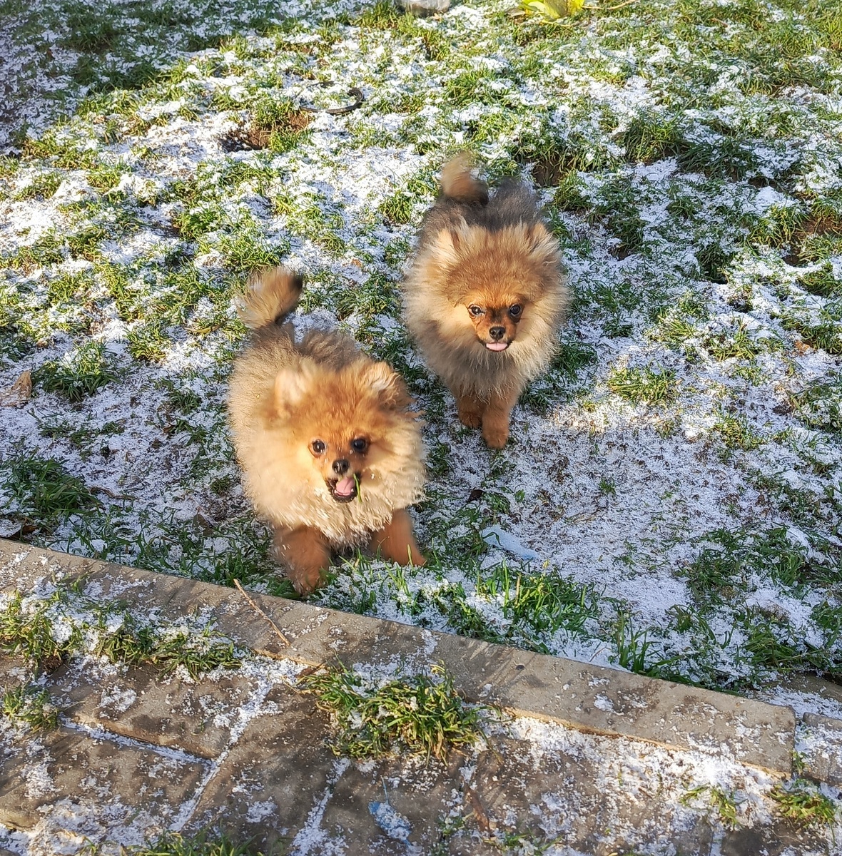 щенки шпица