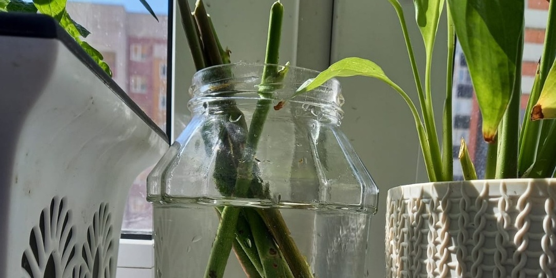 Укореняю розы в бутылке за 12 недель зимой. Получил 28 саженцев без ощутимых потерь