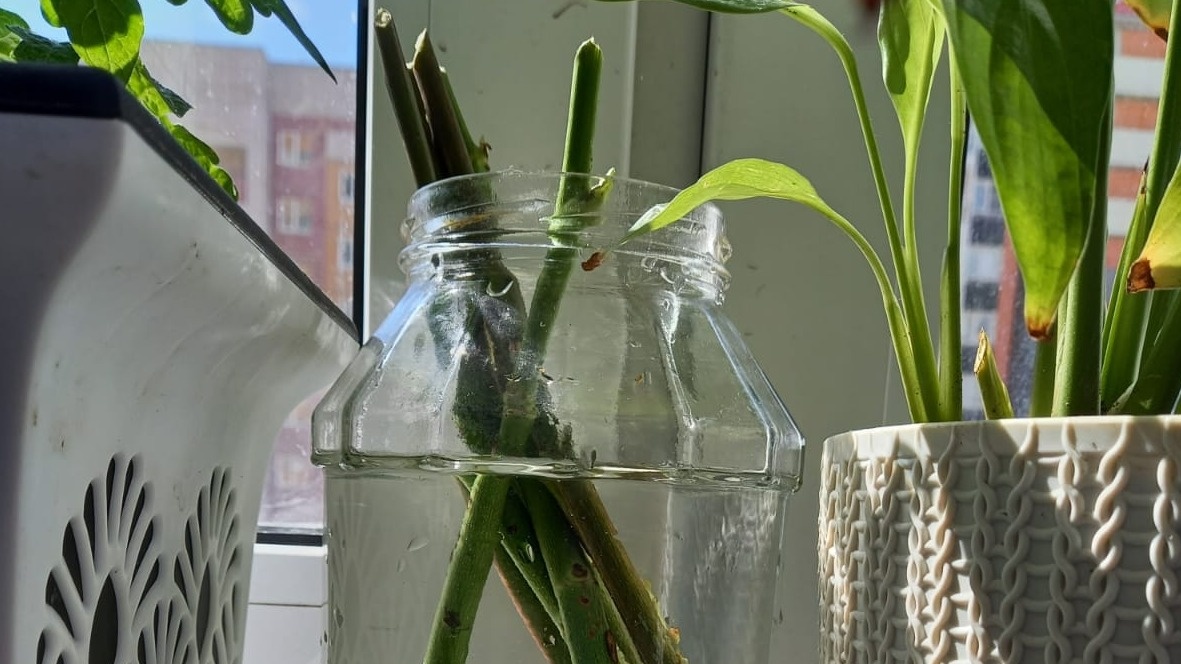 Черенки роз