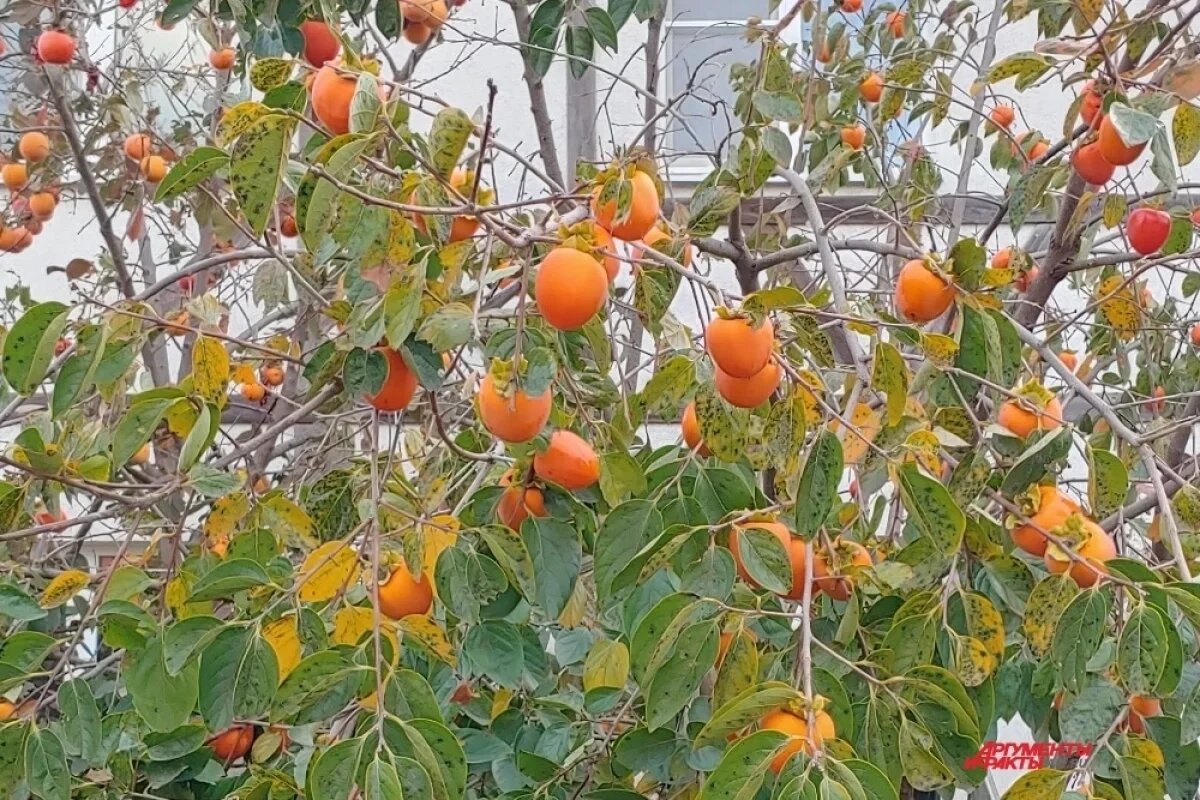    По словам специалиста, пора перестать воспринимать хурму как редкий южный фрукт: в правильном виде она и вкусна, и безопасна, и отлично растет в регионах, где о ней раньше никто не думал.