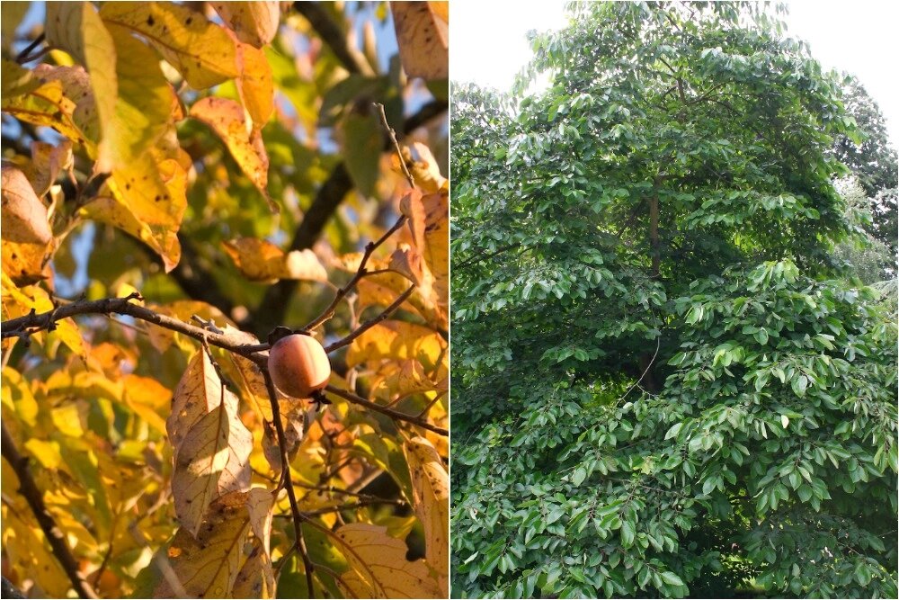    Хурма виргинская — растение семейства Эбеновые, вид рода Хурма, произрастающее в восточной части США. Фото: Коллаж АиФ