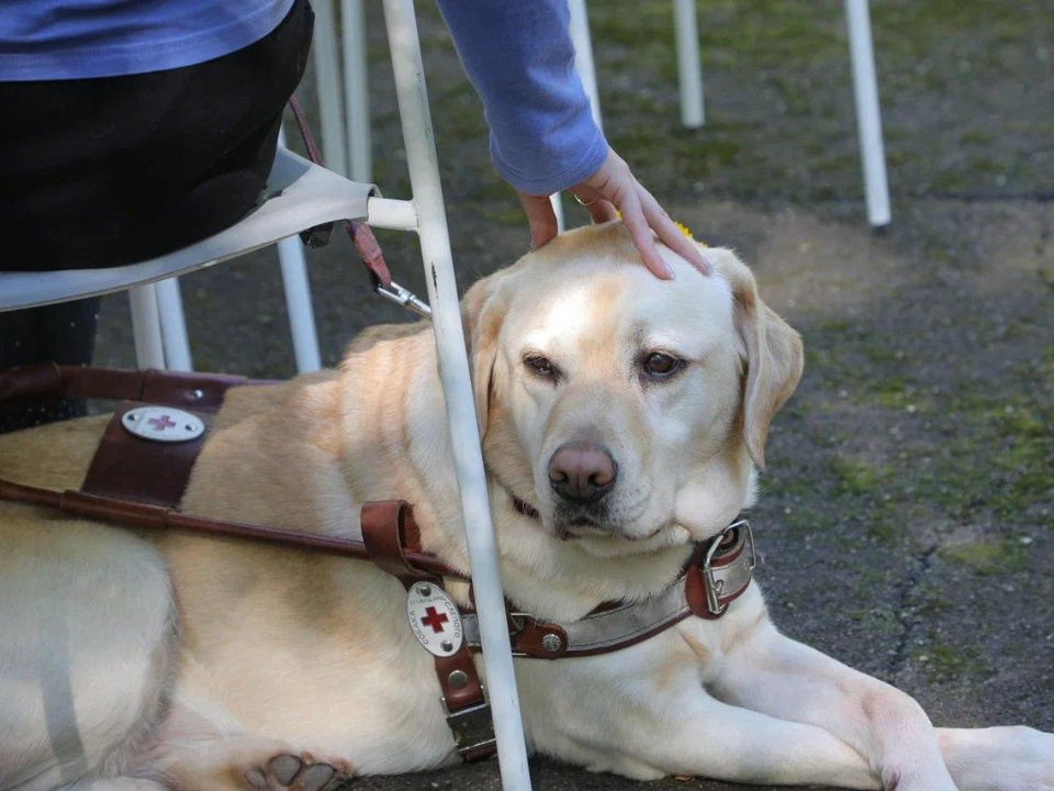    Фото: Российская школа подготовки собак-проводников Всероссийского общества слепых