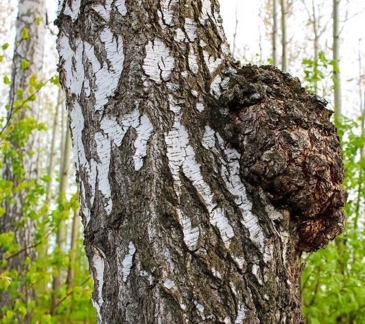 Чага на березе